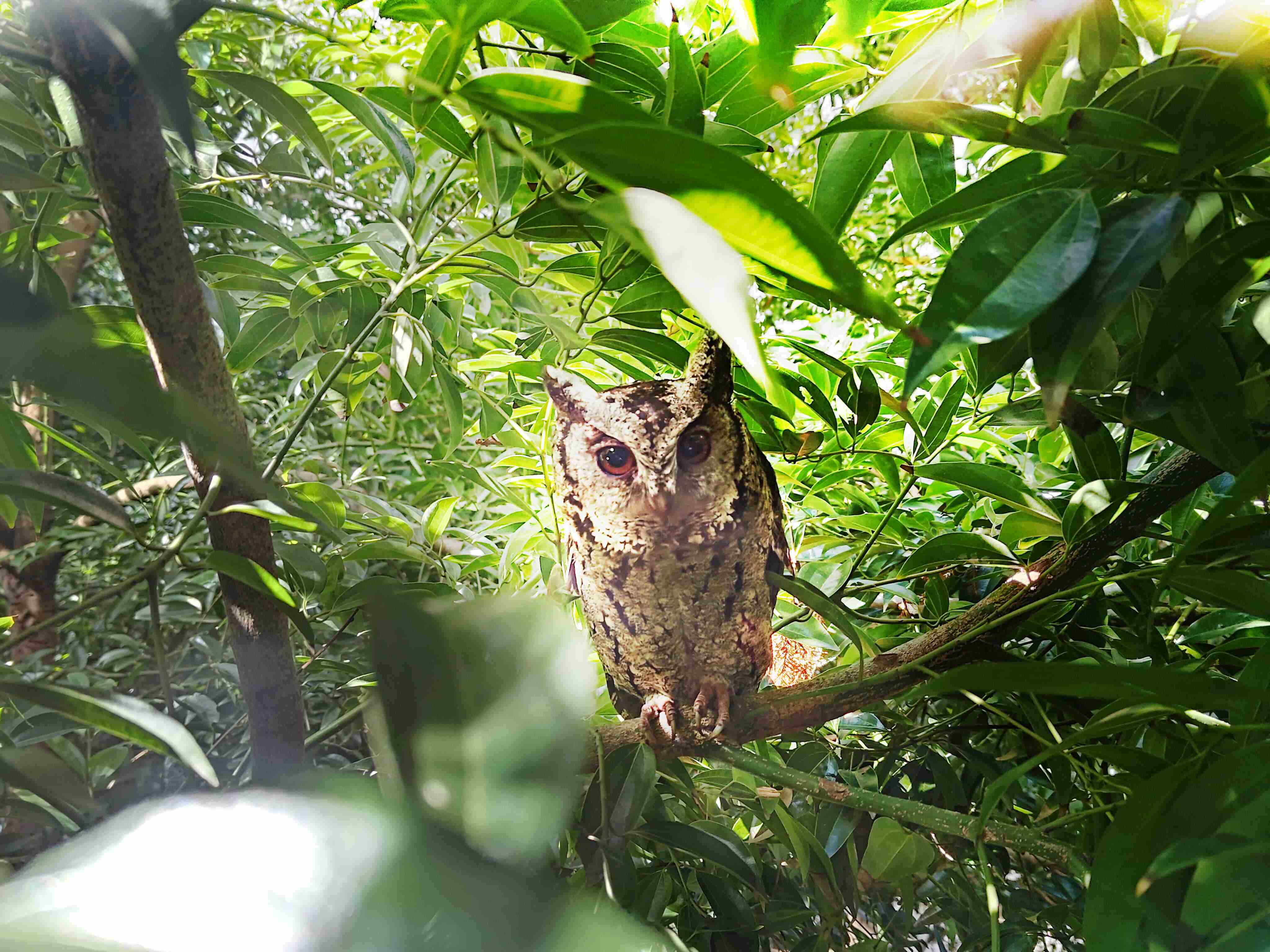 牛牛游戏致力提倡净零绿生活，，16年以来在全球各厂区植树逾百万棵，，造就各厂区树木蔚然成林，，犹如森林工厂，，成为许多生物的栖息地
